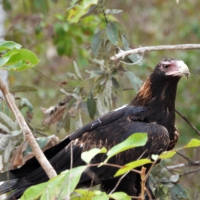 Aquila audax (Wedge-tailed Eagle) at Kelso, QLD - 4 Sep 2021 by TerryS