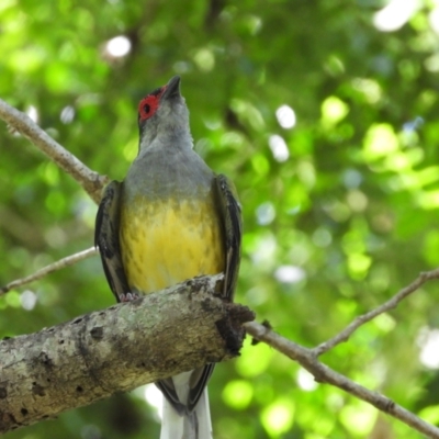 Sphecotheres vieilloti (Australasian Figbird) at Kelso, QLD - 8 Feb 2020 by TerryS