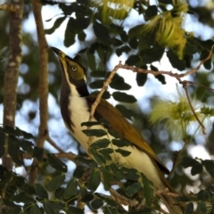 Entomyzon cyanotis (Blue-faced Honeyeater) at Kelso, QLD - 8 Feb 2020 by TerryS