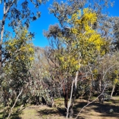 Acacia pycnantha (Golden Wattle) at Mount Mugga Mugga - 22 Sep 2021 by Mike