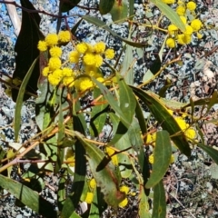 Acacia pycnantha at Symonston, ACT - 22 Sep 2021