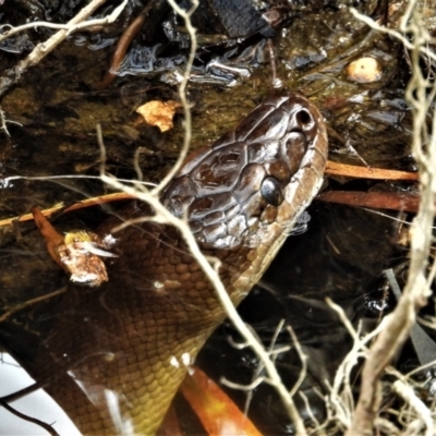 Liasis fuscus (Water Python) at Kelso, QLD - 4 Sep 2021 by TerryS