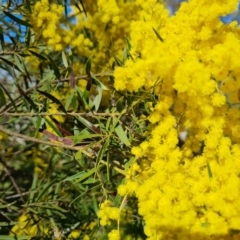 Acacia fimbriata (Fringed Wattle) at Symonston, ACT - 22 Sep 2021 by Mike
