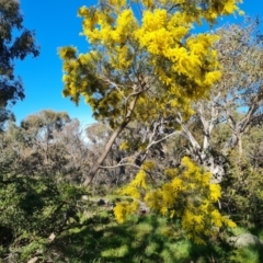 Acacia fimbriata at Symonston, ACT - 22 Sep 2021