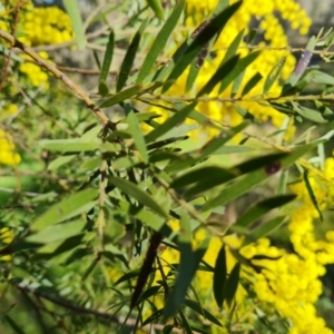 Acacia fimbriata at Symonston, ACT - 22 Sep 2021