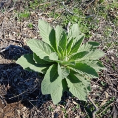 Verbascum thapsus subsp. thapsus (Great Mullein, Aaron's Rod) at Symonston, ACT - 22 Sep 2021 by Mike