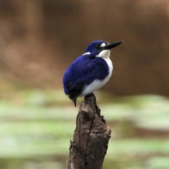 Ceyx pusillus (Little Kingfisher) at Kelso, QLD - 4 Sep 2021 by TerryS