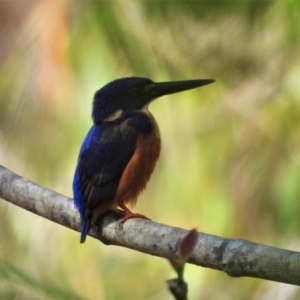 Ceyx azureus at Kelso, QLD - 18 Sep 2021 09:23 AM