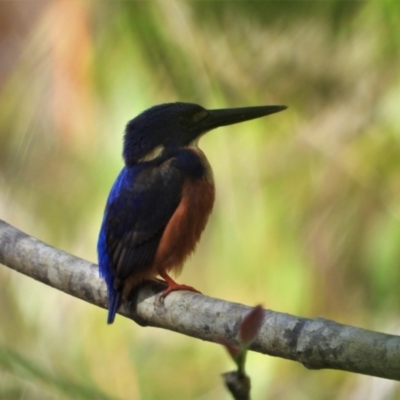 Ceyx azureus (Azure Kingfisher) at Kelso, QLD - 17 Sep 2021 by TerryS