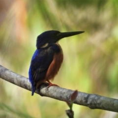 Ceyx azureus (Azure Kingfisher) at Kelso, QLD - 17 Sep 2021 by TerryS