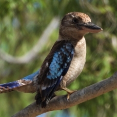 Dacelo leachii (Blue-winged Kookaburra) at Kelso, QLD - 18 Sep 2021 by TerryS