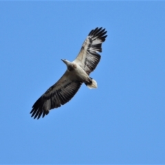 Haliaeetus leucogaster (White-bellied Sea-Eagle) at Kelso, QLD - 18 Sep 2021 by TerryS