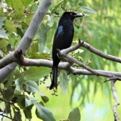 Dicrurus bracteatus (Spangled Drongo) at Kelso, QLD - 12 Jul 2020 by TerryS