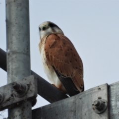 Falco cenchroides (Nankeen Kestrel) at Mount Stuart, QLD - 12 Jul 2020 by TerryS