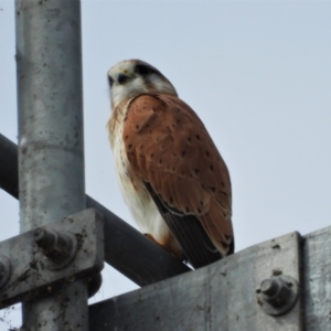 Falco cenchroides at Mount Stuart, QLD - 12 Jul 2020 11:20 AM