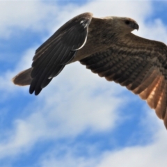 Haliastur sphenurus (Whistling Kite) at Kelso, QLD - 12 Jul 2020 by TerryS