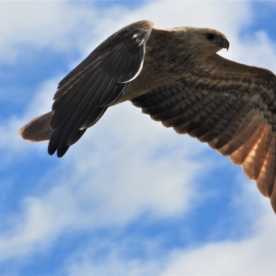 Haliastur sphenurus (Whistling Kite) at Kelso, QLD - 12 Jul 2020 by TerryS