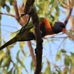 Trichoglossus moluccanus (Rainbow Lorikeet) at Kelso, QLD - 19 Aug 2020 by TerryS