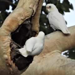Cacatua sanguinea (Little Corella) at Kelso, QLD - 20 Aug 2020 by TerryS