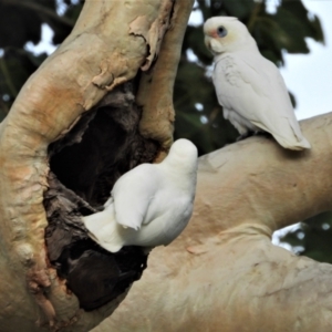 Cacatua sanguinea at Kelso, QLD - 20 Aug 2020