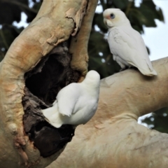 Cacatua sanguinea (Little Corella) at Kelso, QLD - 19 Aug 2020 by TerryS