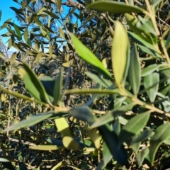 Olea europaea subsp. cuspidata (African Olive) at Symonston, ACT - 22 Sep 2021 by Mike