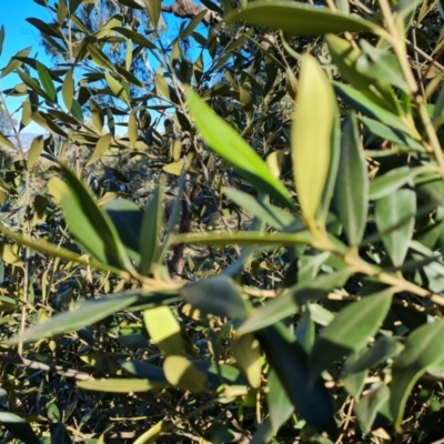 Olea europaea subsp. cuspidata (African Olive) at Mount Mugga Mugga - 22 Sep 2021 by Mike