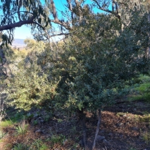 Olea europaea subsp. cuspidata at Symonston, ACT - 22 Sep 2021