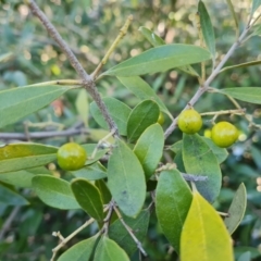 Olea europaea subsp. cuspidata at Symonston, ACT - 22 Sep 2021