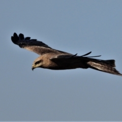 Milvus migrans (Black Kite) at Kelso, QLD - 19 Aug 2020 by TerryS