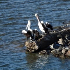 Pelecanus conspicillatus (Australian Pelican) at Kelso, QLD - 20 Aug 2020 by TerryS