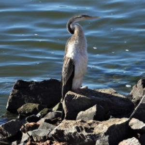 Anhinga novaehollandiae at Kelso, QLD - 20 Aug 2020 08:46 AM