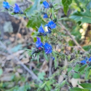 Echium vulgare at Symonston, ACT - 22 Sep 2021