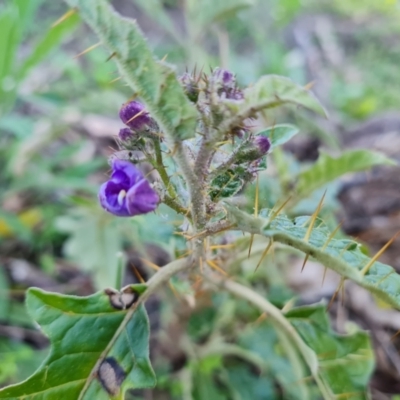 Solanum cinereum (Narrawa Burr) at Mount Mugga Mugga - 22 Sep 2021 by Mike