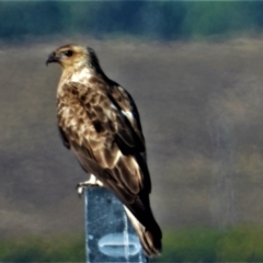 Haliastur sphenurus (Whistling Kite) at Kelso, QLD - 20 Aug 2020 by TerryS
