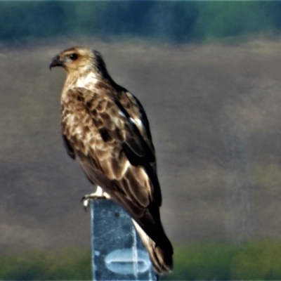 Haliastur sphenurus (Whistling Kite) at Kelso, QLD - 19 Aug 2020 by TerryS