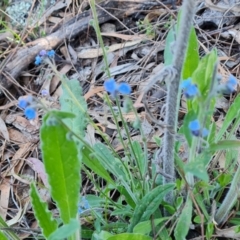Cynoglossum australe (Australian Forget-me-not) at Symonston, ACT - 22 Sep 2021 by Mike