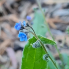 Cynoglossum australe at Symonston, ACT - 22 Sep 2021 03:33 PM