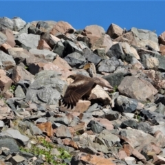 Milvus migrans (Black Kite) at Kelso, QLD - 20 Aug 2020 by TerryS