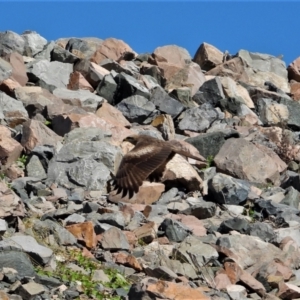 Milvus migrans at Kelso, QLD - 20 Aug 2020