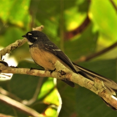 Rhipidura albiscapa (Grey Fantail) at Kelso, QLD - 15 Aug 2021 by TerryS