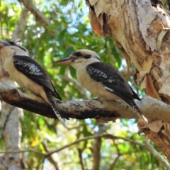 Dacelo novaeguineae (Laughing Kookaburra) at Kelso, QLD - 15 Aug 2021 by TerryS