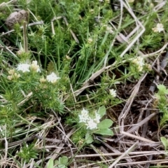 Asperula conferta (Common Woodruff) at Bruce, ACT - 16 Sep 2021 by goyenjudy