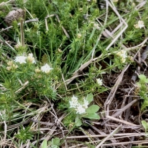 Asperula conferta at Bruce, ACT - 16 Sep 2021 10:29 AM