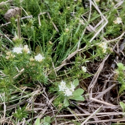 Asperula conferta (Common Woodruff) at Gossan Hill - 16 Sep 2021 by goyenjudy