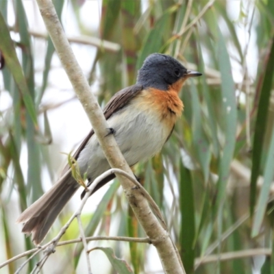 Myiagra rubecula (Leaden Flycatcher) at Kelso, QLD - 4 Sep 2021 by TerryS