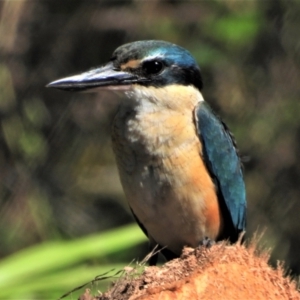 Todiramphus sanctus at Kelso, QLD - 24 Jul 2021 10:27 AM