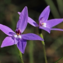 Glossodia major (Wax Lip Orchid) at Woodlands, NSW - 22 Sep 2021 by Snowflake