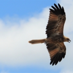 Haliastur sphenurus (Whistling Kite) at Kelso, QLD - 8 Feb 2020 by TerryS