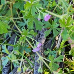 Geranium solanderi (Native Geranium) at Symonston, ACT - 22 Sep 2021 by Mike